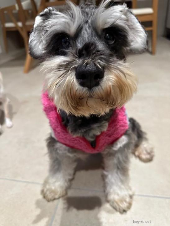 犬の里親募集】岩手県・ミニチュアシュナウザー・☆ふたばちゃん☆里親