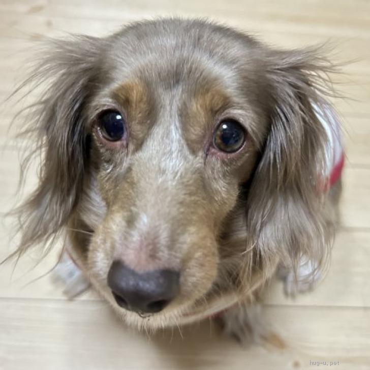 犬の里親募集】岩手県・ミニチュアダックスフンド(ロング)・☆くららちゃん☆里親さま募集中☆（ID:2302-00280）｜ハグー  -みんなのペット里親情報