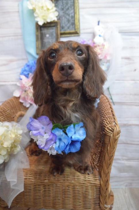 犬の里親募集】岩手県・ミニチュアダックスフンド(ロング)・☆ゆべし