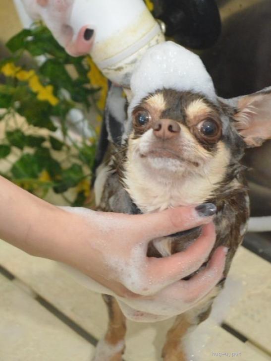 犬の里親募集】岩手県・チワワ(スムース)・☆いおりちゃん☆里親さま