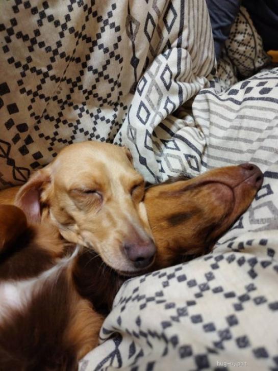 クレッセントリース&ダックスちゃん 犬の里親募集】岩手県・ミニチュアダックスフンド(スムース)・☆かのこ