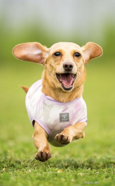 犬の里親募集】岩手県・ミニチュアダックスフンド(スムース)・☆かのこ