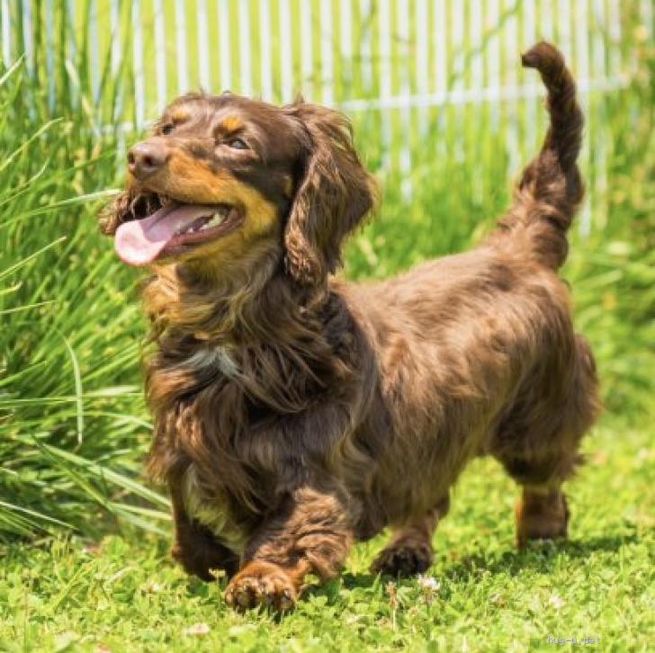 犬の里親募集】岩手県・ミニチュアダックスフンド(ロング)・☆ゆべし