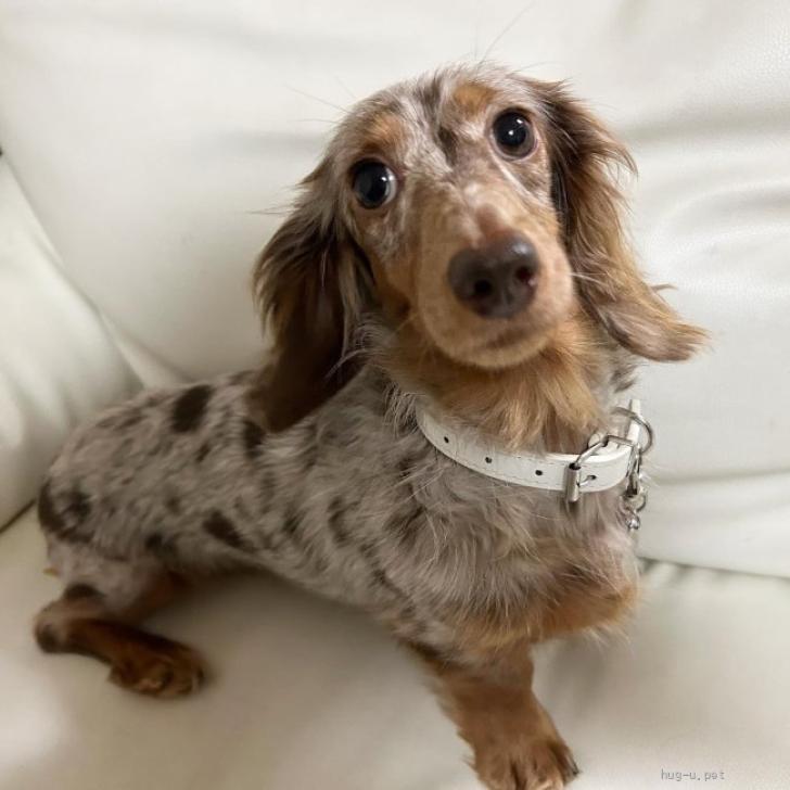 犬の里親募集】岩手県・ミニチュアダックスフンド(ロング)・☆はなこ