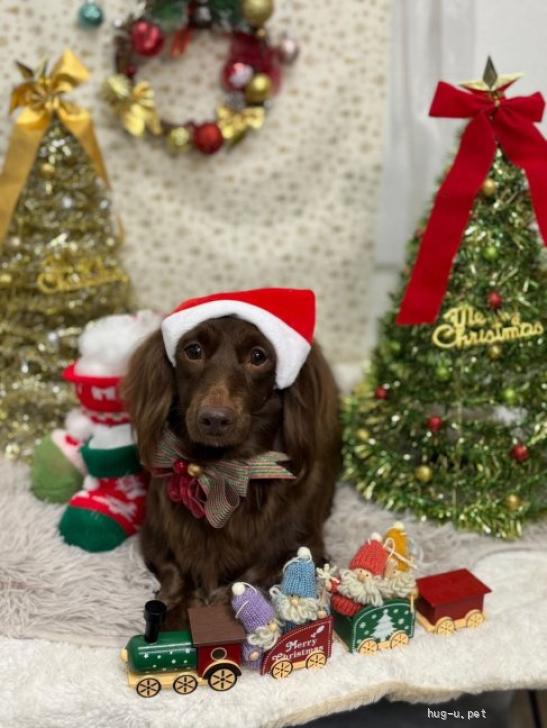 犬の里親募集】岩手県・ミニチュアダックスフンド(ロング)・☆る