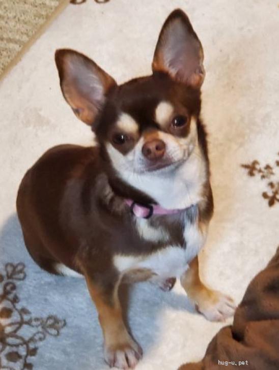 □ペロナナさま専用愛犬チワワちゃんストラップオーダー確認用ページ□ハンドメイド 犬の里親募集】岩手県・チワワ(スムース)・☆いおりちゃん☆里親さま