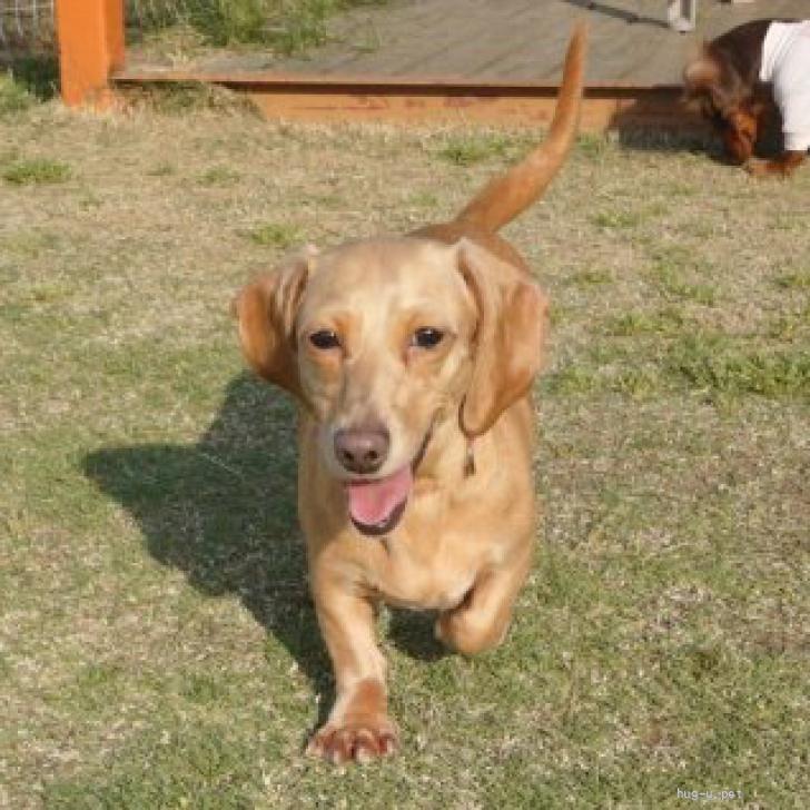 犬の里親募集】岩手県・ミニチュアダックスフンド(スムース)・☆かのこ