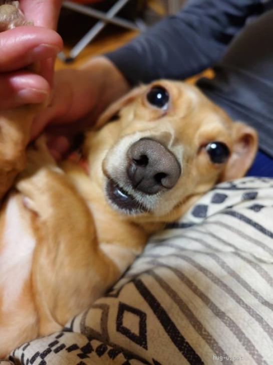 犬の里親募集】岩手県・ミニチュアダックスフンド(スムース)・☆かのこ