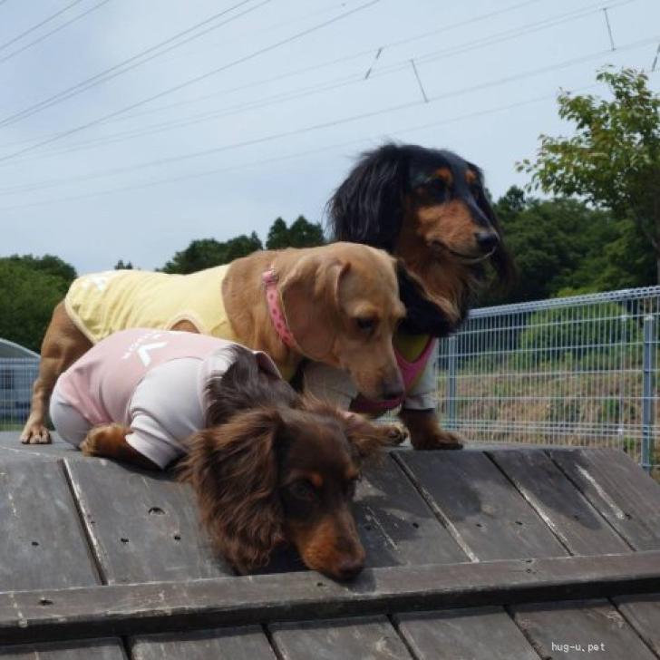 犬の里親募集】岩手県・ミニチュアダックスフンド(スムース)・☆かのこ