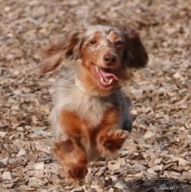 新品【ロングヘアード・ダックスフンド石像】中国産 薄茶影石 (G682