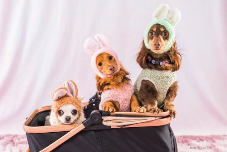 犬の里親募集】岩手県・ミニチュアダックスフンド(ロング)・☆きずな