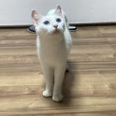 雑種