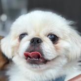 ペキニーズ