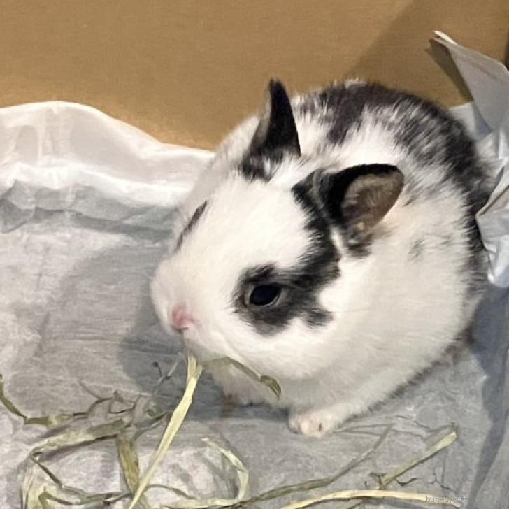 小動物の里親募集】千葉県・ウサギ・可愛い赤ちゃんウサギ(ID 小動物の里親募集】千葉県・ウサギ・可愛い赤ちゃんウサギ(ID
