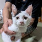 雑種