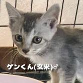 雑種