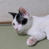 雑種
