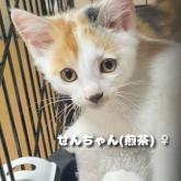 雑種