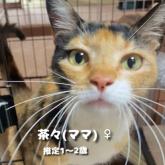 雑種