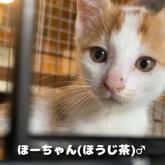雑種