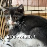 雑種