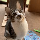 雑種