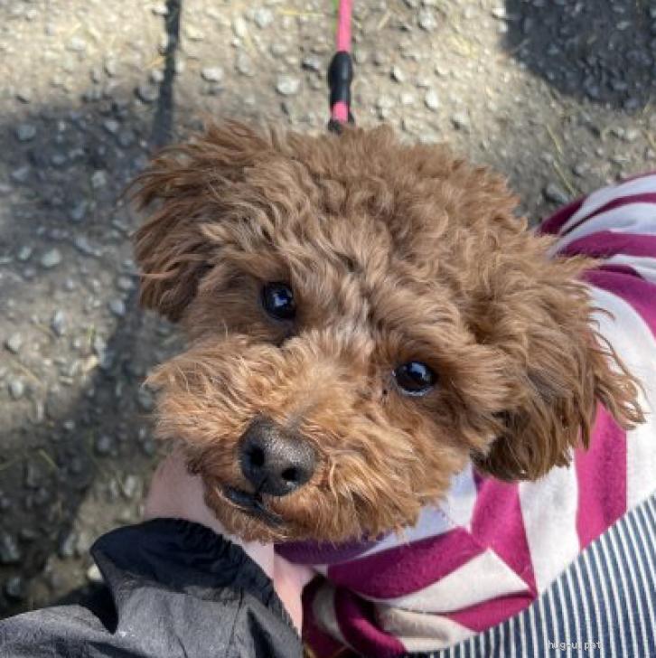 犬の里親募集】神奈川県・トイプードル・甘えん坊王子♪オリーブくん（ID:2303-00839）｜ハグー -みんなのペット里親情報