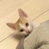 雑種