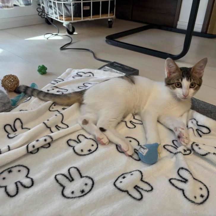 ゆっき☆ジャンクジャーナル雑記帳(お眠り猫ちゃん) 束帳 16冊 ゆっき