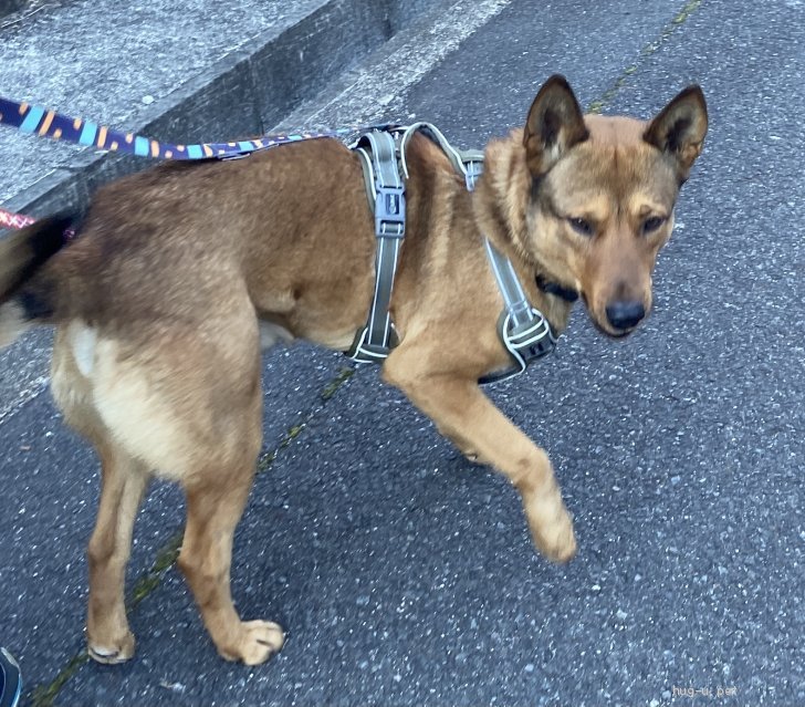 犬の里親募集 奈良県 雑種 雑種犬 Id 22 ハグー みんなのペット里親情報