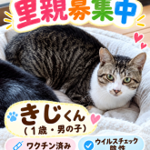 雑種