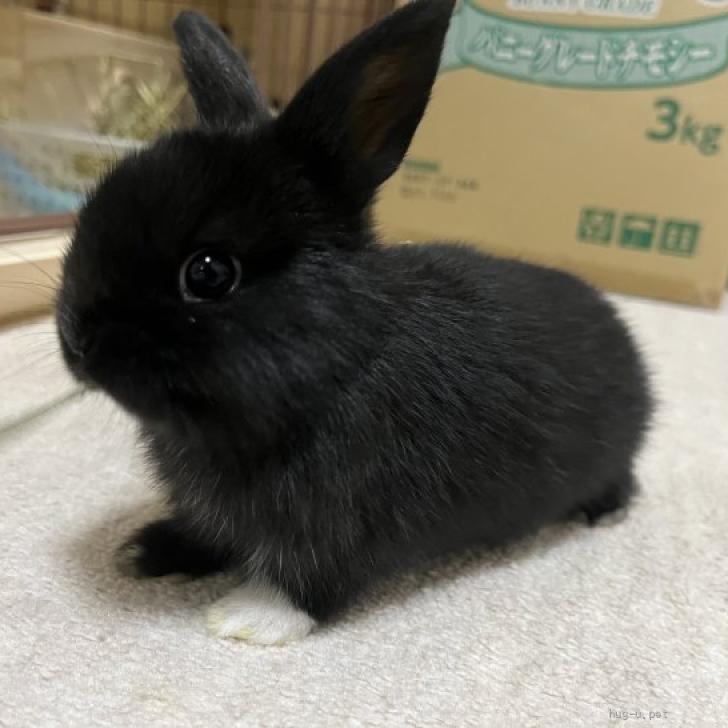 小動物の里親募集】北海道・ウサギ・黒蜜ちゃん(里親様決定)（ID:2511