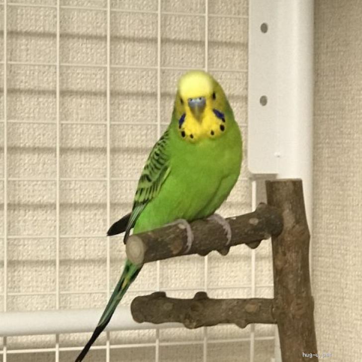 大人も着やすいシンプルファッション インコちゃん専用 ボード