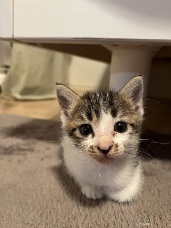 圧倒的ニータンの家族募集 テレビ大分、圧倒的ニータンを徹底調査（Jリーグマスコット話題まとめ