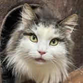 ノルウェージャンフォレストキャット