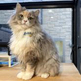 ノルウェージャンフォレストキャット