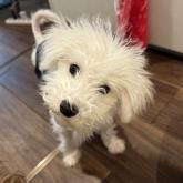 ビションフリーゼ