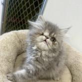 エキゾチックロングヘア