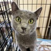 ロシアンブルー