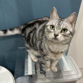 アメリカンショートヘア