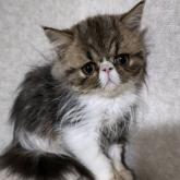 エキゾチックロングヘア