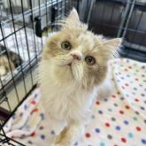 エキゾチックロングヘア