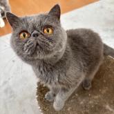 エキゾチックショートヘア