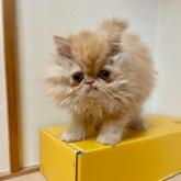 エキゾチックロングヘア