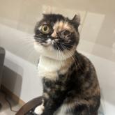 アメリカンカール