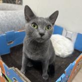 ロシアンブルー