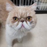 エキゾチックショートヘア