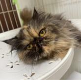 エキゾチックロングヘア