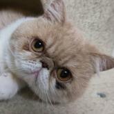 エキゾチックショートヘア