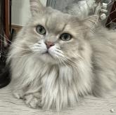 スコティッシュフォールド